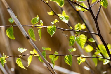 Yemyeşil bahar bitki örtüsü - canlı yeşil sp yatay görüntü