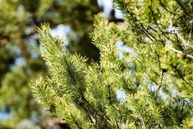 Yemyeşil bahar bitki örtüsü - canlı yeşil sp yatay görüntü