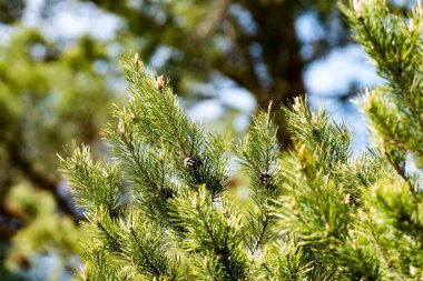 Yemyeşil bahar bitki örtüsü - canlı yeşil sp yatay görüntü