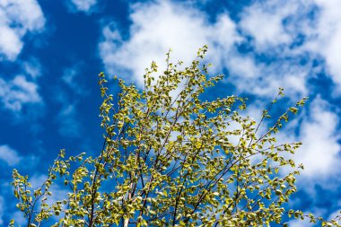 Yemyeşil bahar bitki örtüsü - canlı yeşil sp yatay görüntü