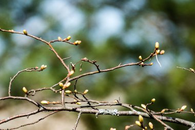 Yemyeşil bahar bitki örtüsü - canlı yeşil sp yatay görüntü