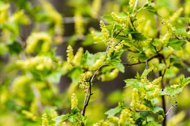 Yemyeşil bahar bitki örtüsü - canlı yeşil sp yatay görüntü