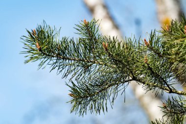 Yemyeşil bahar bitki örtüsü - canlı yeşil sp yatay görüntü