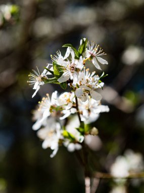 Yemyeşil bahar bitki örtüsü - canlı yeşil görüntüsünü taze bahar 