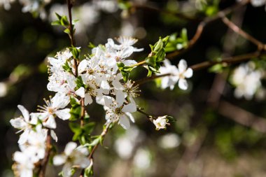 Yemyeşil bahar bitki örtüsü - canlı yeşil görüntüsünü taze bahar 