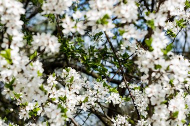 Yemyeşil bahar bitki örtüsü - canlı yeşil görüntüsünü taze bahar 