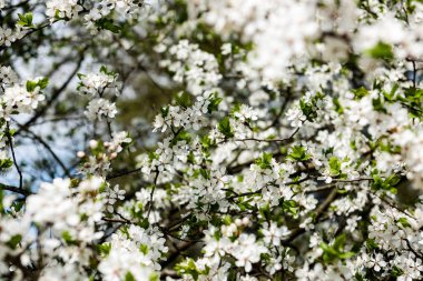 Yemyeşil bahar bitki örtüsü - canlı yeşil görüntüsünü taze bahar 