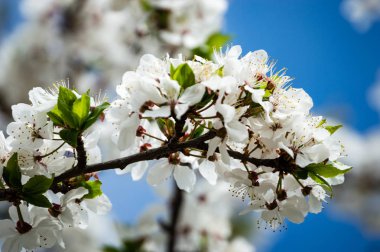 Yemyeşil bahar bitki örtüsü - canlı yeşil görüntüsünü taze bahar 