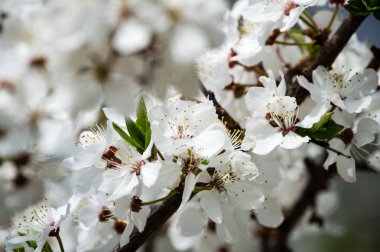 Yemyeşil bahar bitki örtüsü - canlı yeşil görüntüsünü taze bahar 
