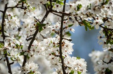 Yemyeşil bahar bitki örtüsü - canlı yeşil görüntüsünü taze bahar 