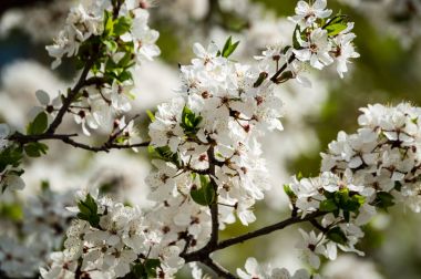 Yemyeşil bahar bitki örtüsü - canlı yeşil görüntüsünü taze bahar 