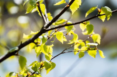 Yemyeşil bahar bitki örtüsü - canlı yeşil sp yatay görüntü