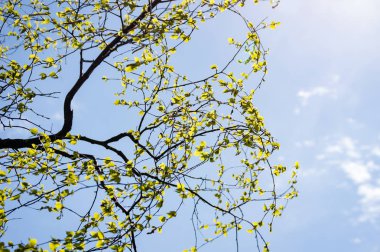 Yemyeşil bahar bitki örtüsü - canlı yeşil sp yatay görüntü