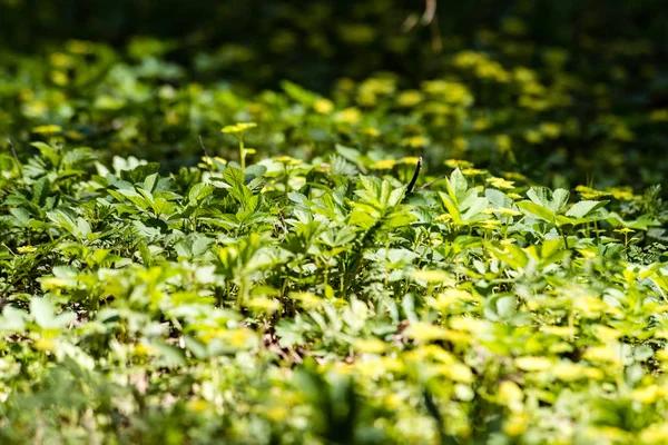 Horizontal image of lush early spring foliage - vibrant green sp — Stock Photo, Image