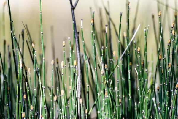 Imagem horizontal da exuberante folhagem no início da primavera - vibrante sp verde — Fotografia de Stock