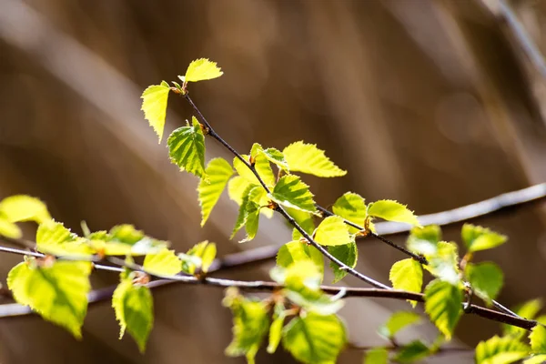 무성 한 이른 봄 단풍-활기찬 녹색 sp의 가로 이미지 — 스톡 사진