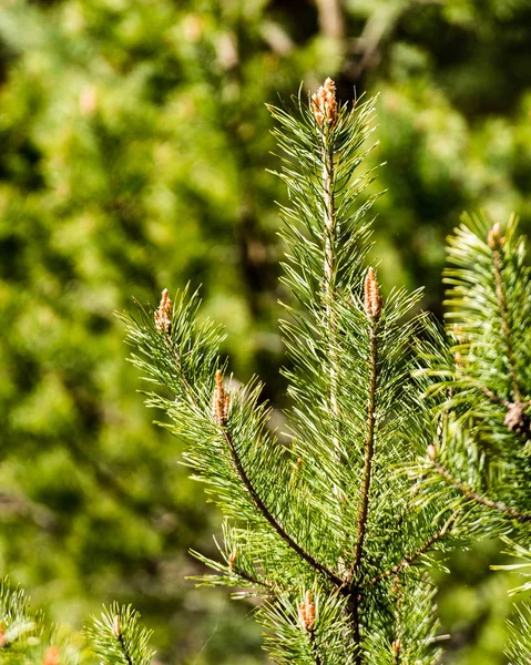 Imagem horizontal da exuberante folhagem no início da primavera - vibrante sp verde — Fotografia de Stock