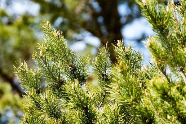 Imagem horizontal da exuberante folhagem no início da primavera - vibrante sp verde — Fotografia de Stock