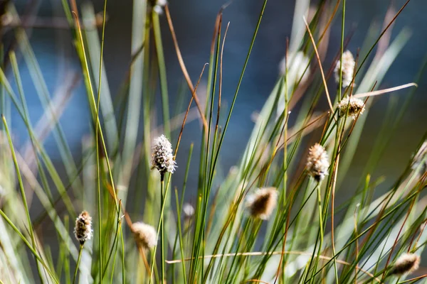 Imagen horizontal del exuberante follaje de principios de primavera - vibrante verde sp — Foto de Stock