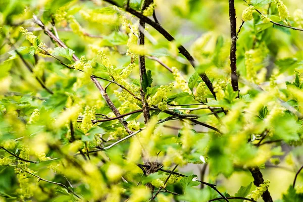 Imagen horizontal del exuberante follaje de principios de primavera - vibrante verde sp —  Fotos de Stock