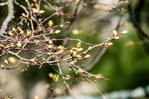 Imagen horizontal del exuberante follaje de principios de primavera - vibrante verde sp —  Fotos de Stock