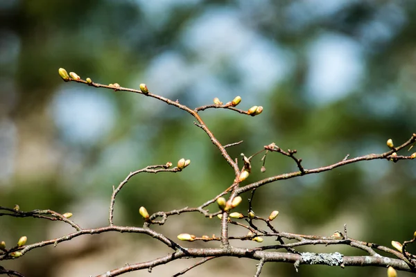 Yemyeşil bahar bitki örtüsü - canlı yeşil sp yatay görüntü — Stok fotoğraf