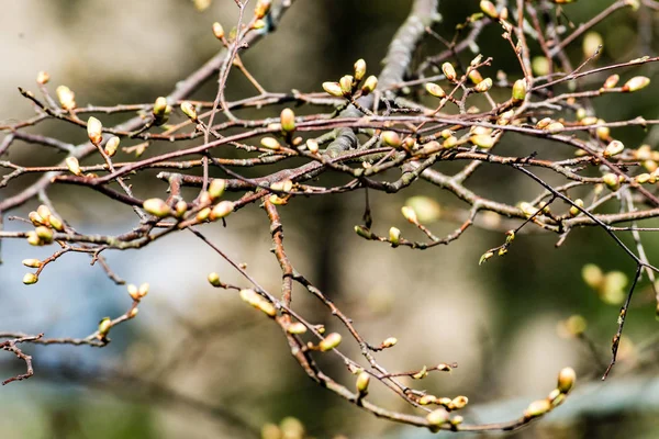 Горизонтальне зображення пишного раннього весняного листя - яскраво-зелений sp — стокове фото