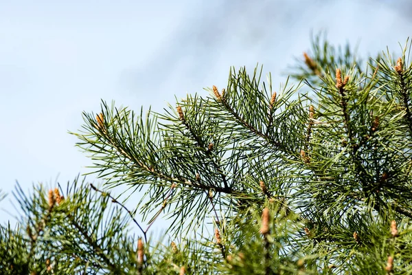 A kép vízszintes, a buja kora tavaszi lomb - élénk zöld sp — Stock Fotó