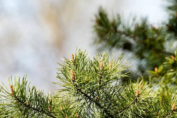 Οριζόντια εικόνα από νωρίς την άνοιξη πλούσια φυλλώματα - ζωντανό πράσινο sp — Φωτογραφία Αρχείου