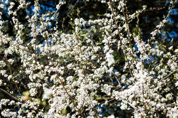 Imagen de exuberante follaje de primavera temprana - primavera verde vibrante fresca — Foto de Stock