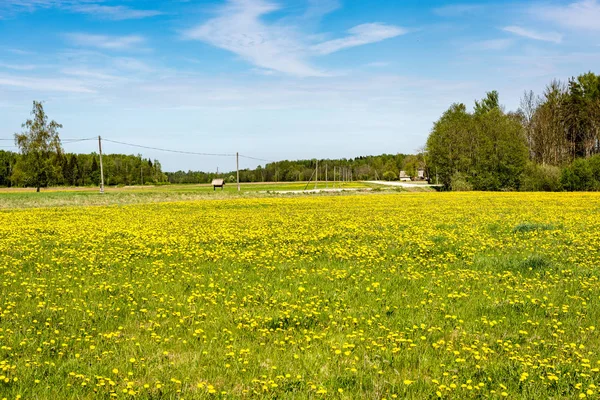 Квіти кульбаби і квіти навесні — стокове фото