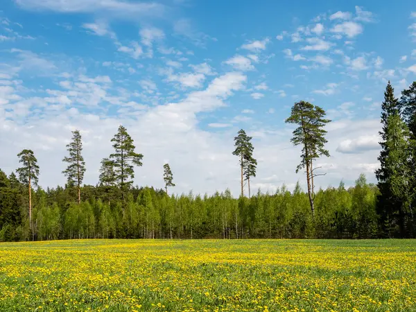 Maskros blommor och blommar under våren — Stockfoto