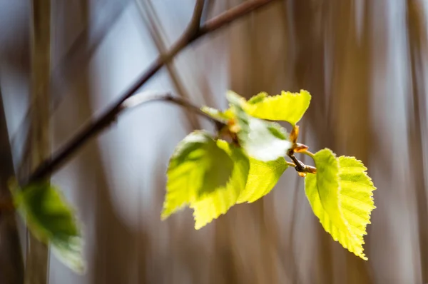 Imagem horizontal da exuberante folhagem no início da primavera - vibrante sp verde — Fotografia de Stock
