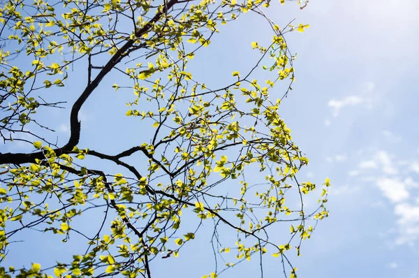 Obrazu w poziomie liści bujnych wczesną wiosną - wibrujący zielony sp — Zdjęcie stockowe