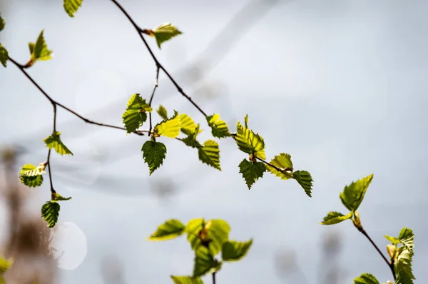 郁郁葱葱的早春树叶-充满活力的绿色 sp 图像横向 — 图库照片