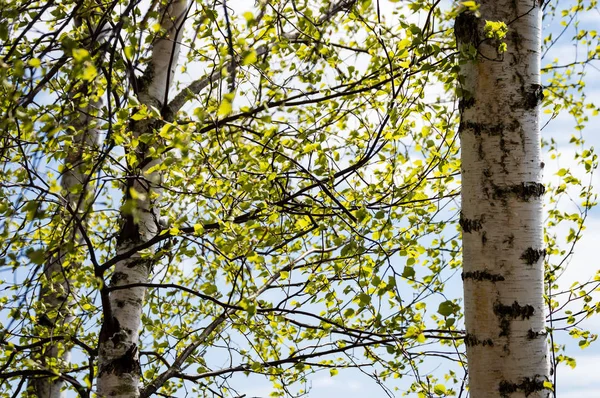 Imagem horizontal da exuberante folhagem no início da primavera - vibrante sp verde — Fotografia de Stock