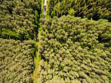 Drone görüntü. Orman ve bataklık lak ile kırsal bölgenin havadan görünümü