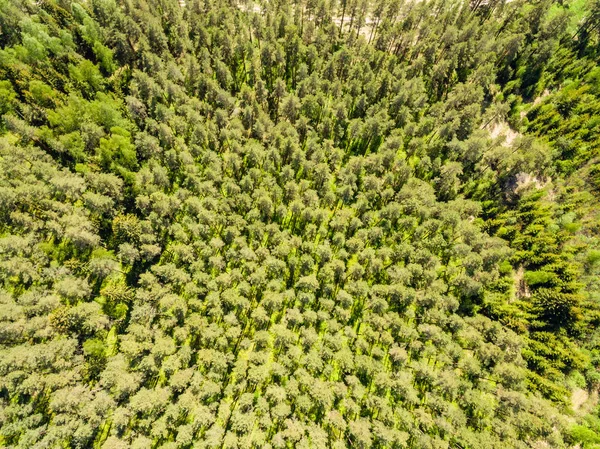 drone image. aerial view of rural area with forest and swamp lak