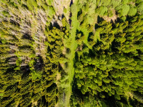 Imagen del dron. Vista aérea de la zona rural con bosque y césped pantanoso —  Fotos de Stock