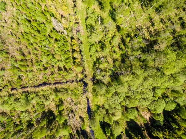 ドローンのイメージ。森と湿地の lak と農村地域の航空写真 — ストック写真