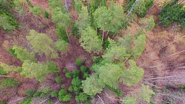 Vuelo sobre el bosque de pinos del suburbio, campos. Globo de aire pov — Vídeo de stock