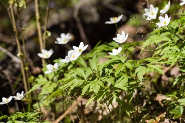 taze çiçek ve bahar çiçekleri