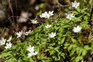 taze çiçek ve bahar çiçekleri