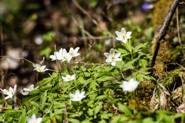 taze çiçek ve bahar çiçekleri