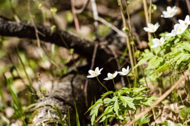 taze çiçek ve bahar çiçekleri
