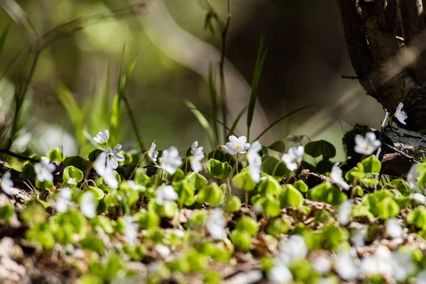 Fiori freschi e fiori in primavera — Foto Stock