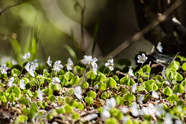 Fiori freschi e fiori in primavera — Foto Stock