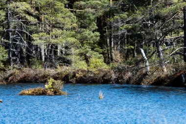 eski ağaçlar su yansımalar