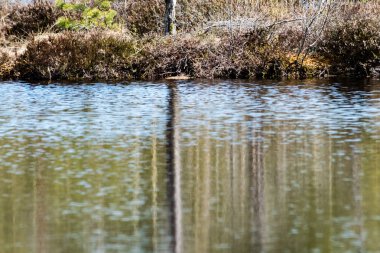 eski ağaçlar su yansımalar
