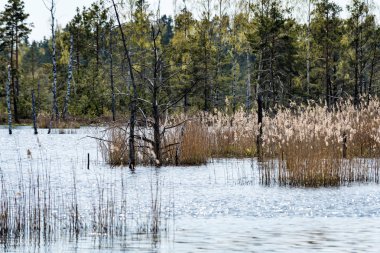 eski ağaçlar su yansımalar